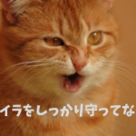 新しい家でネコと暮らしたい！一緒に暮らす…その準備