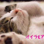 猛暑の家の中…ペットは不快に感じてます