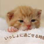 ペットは最後の日まで飼い主を想っている