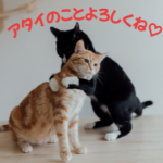 人の居場所とネコの居場所
